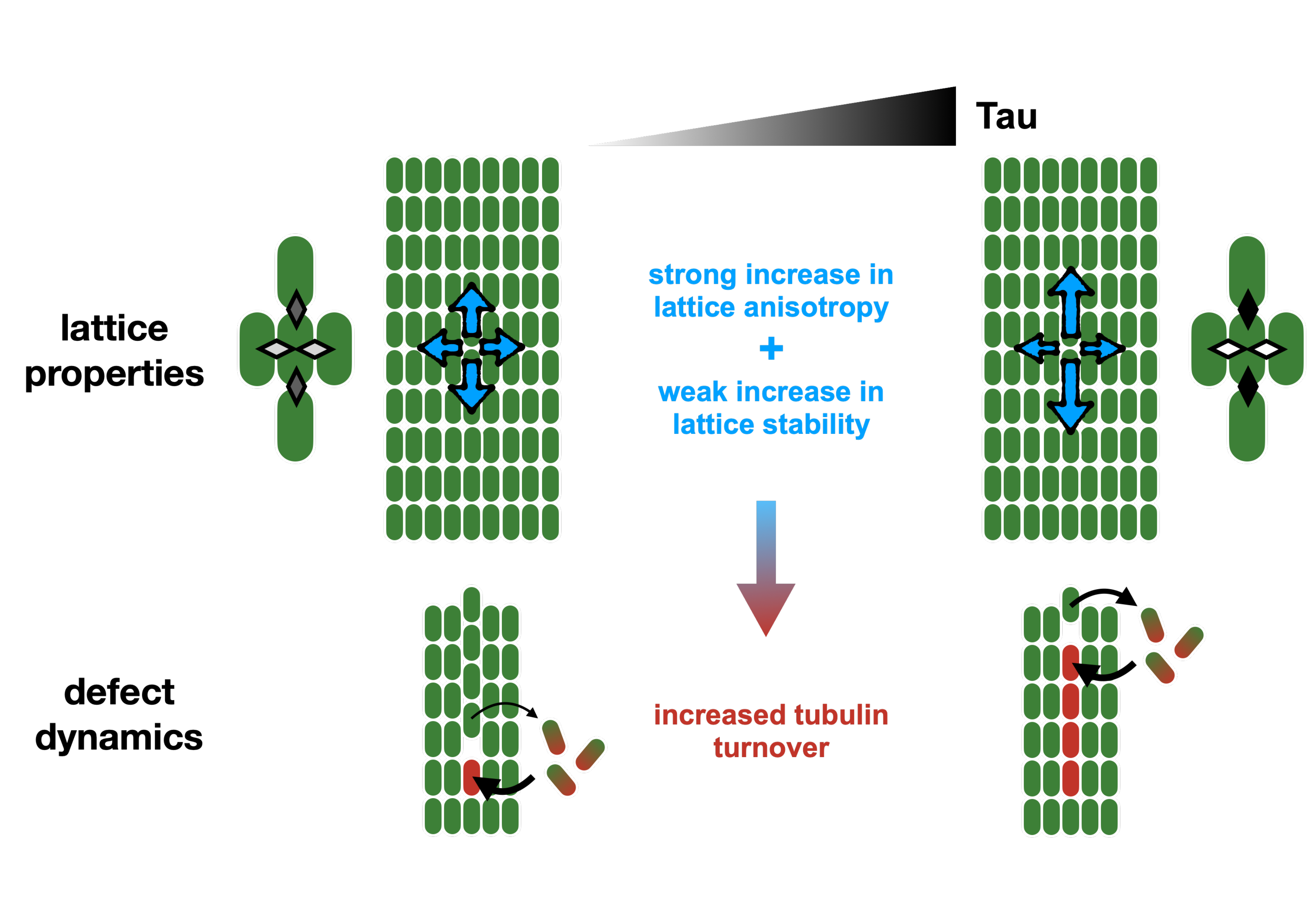 Tau : D'un simple stabilisateur à un acteur clé du remodelage du réseau de microtubules