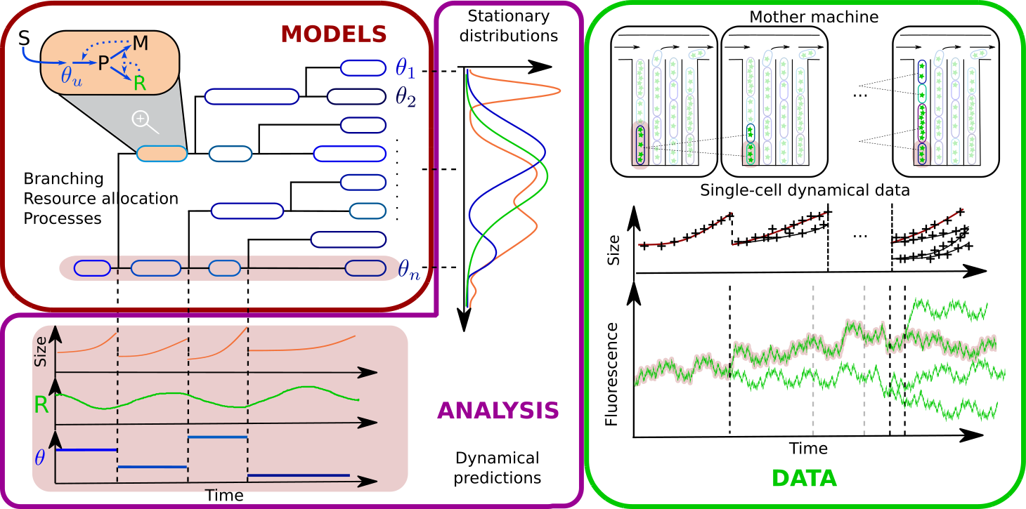 Modélisation, analyse et lien avec les données expérimentales temporelles