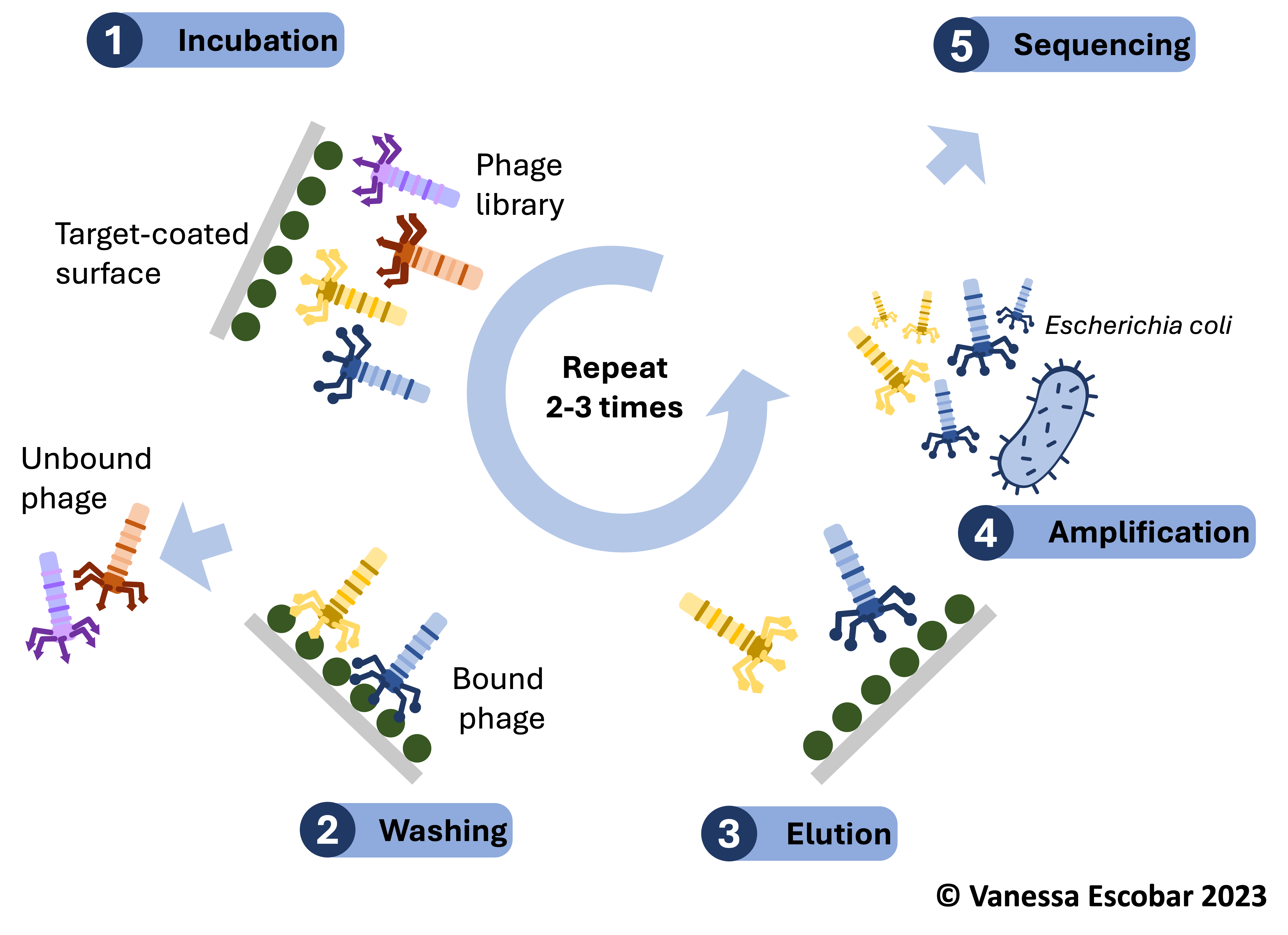 biocapteurs 