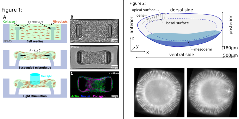 graphical abstracts