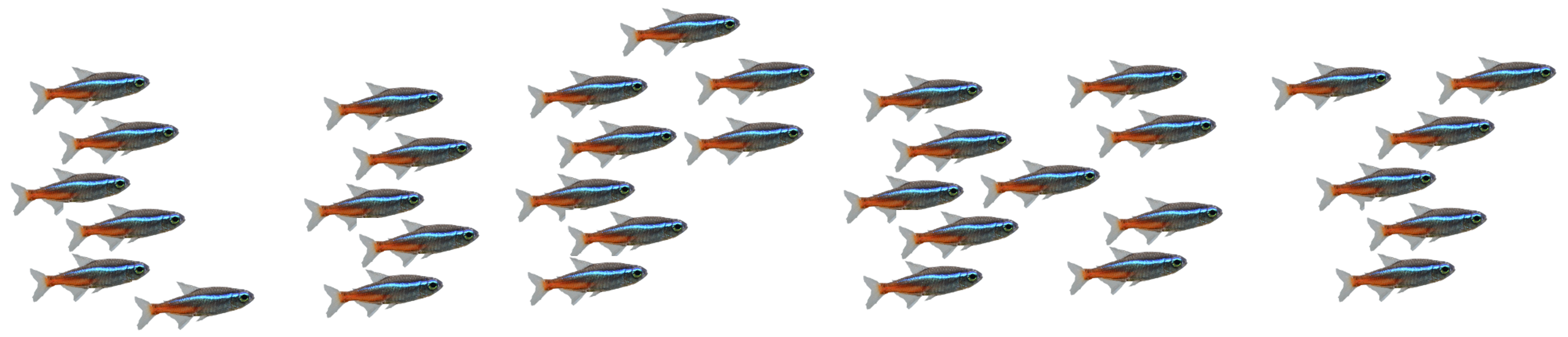 A fish school