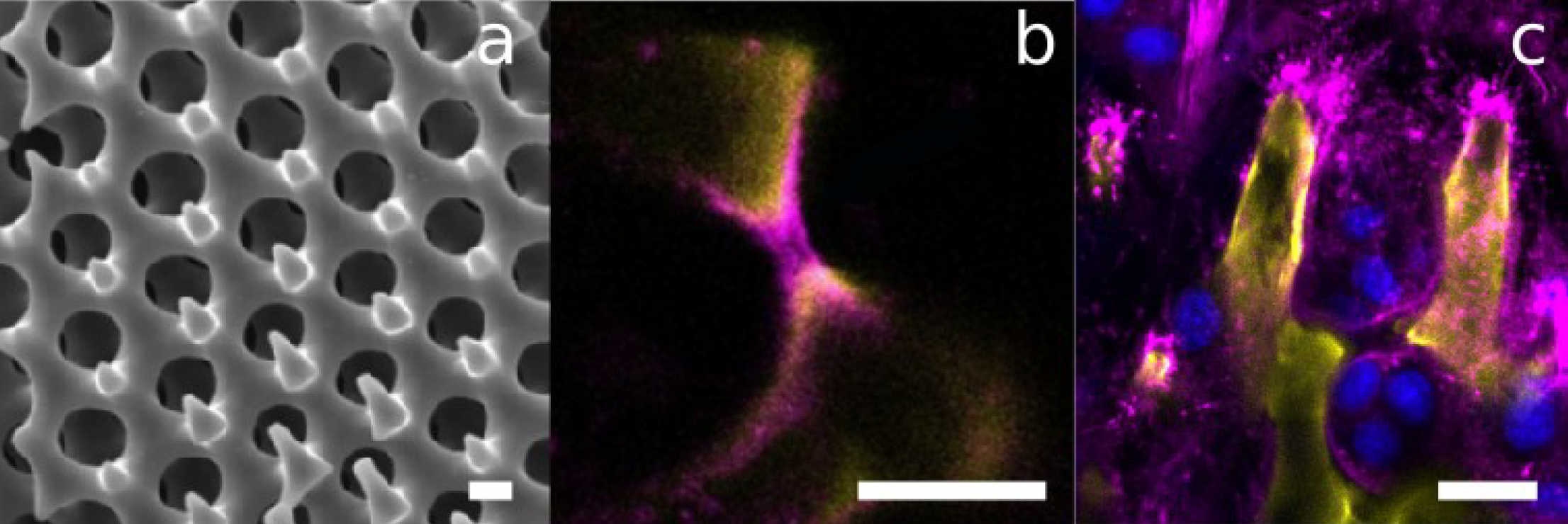 Schematics of Giulio's talk