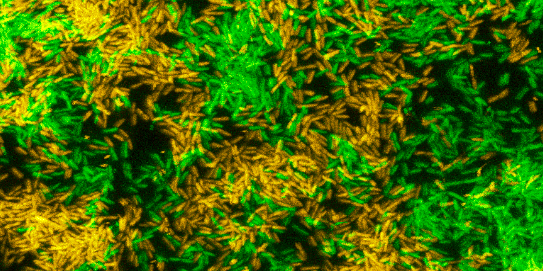 bacterial colony