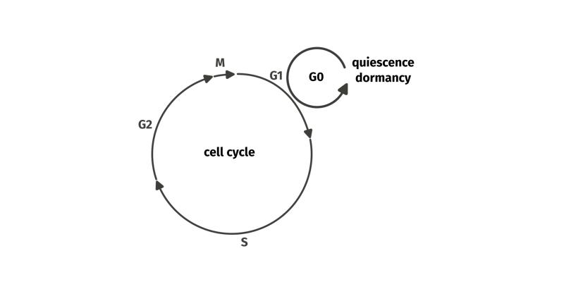 Alternation of proliferative and quiescent states