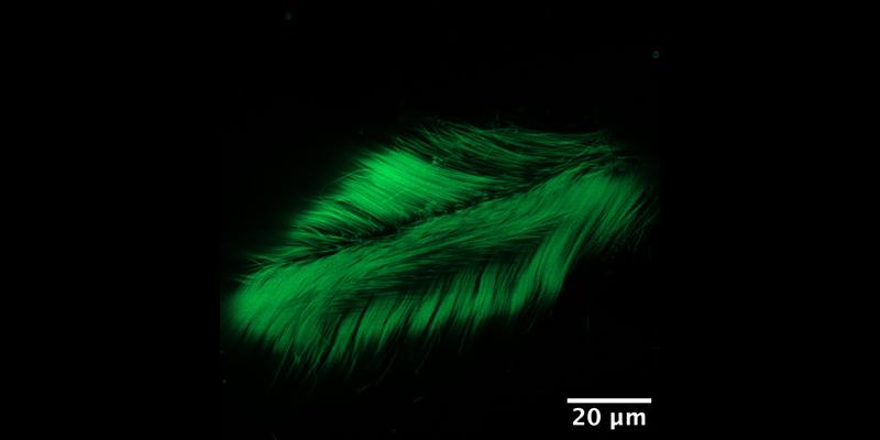 Marine invertebrate larva
