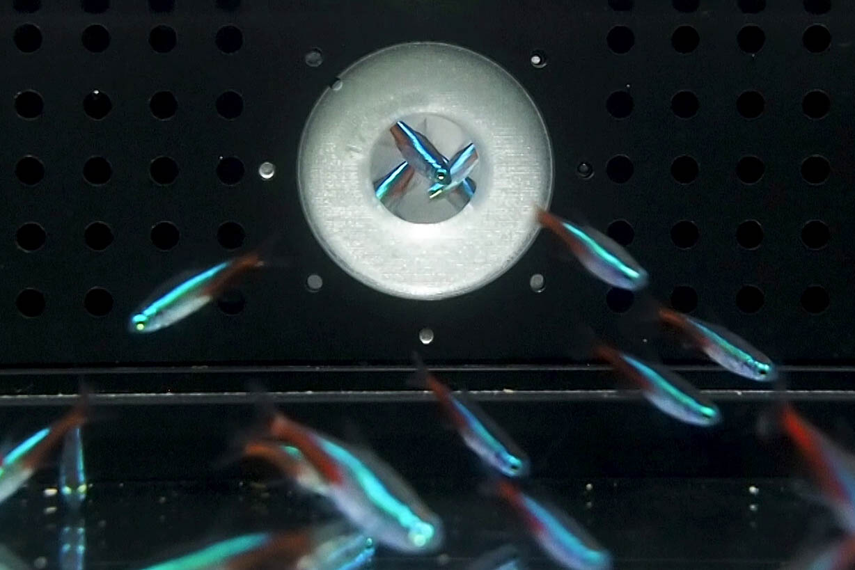 Evacuation of fish crowds