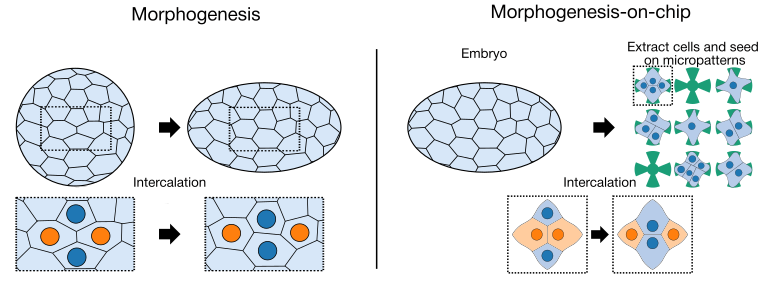 Morphogenesis