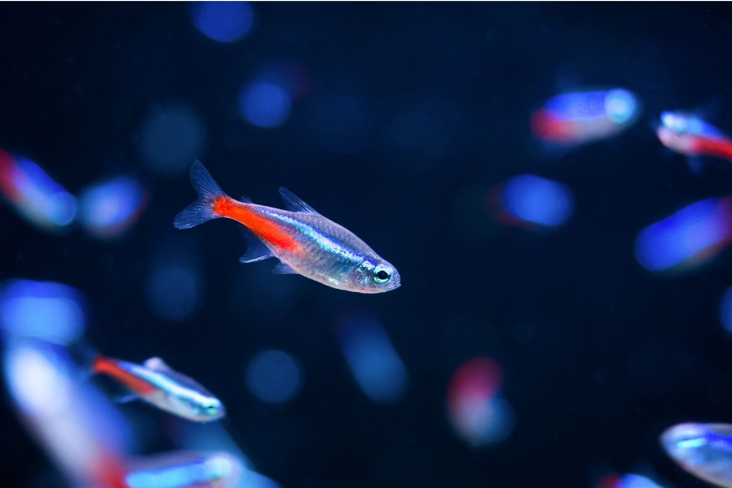 Poisson