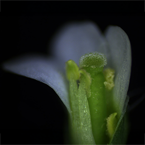 Plante