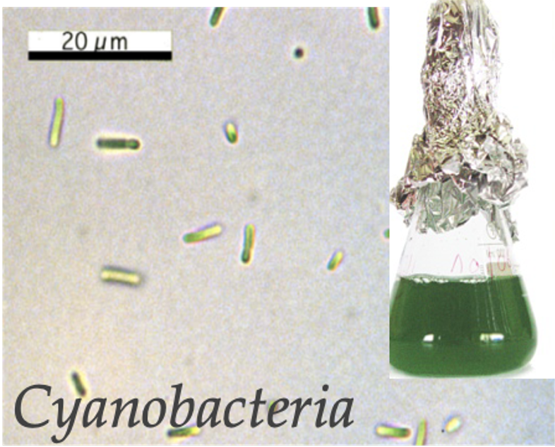 Cyanobactéries