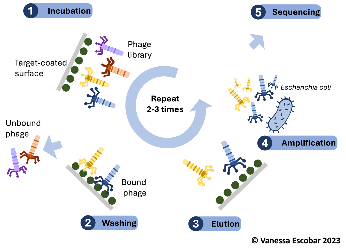 Étapes de la technique de phage display – crédits : Vanessa Escobar 2023