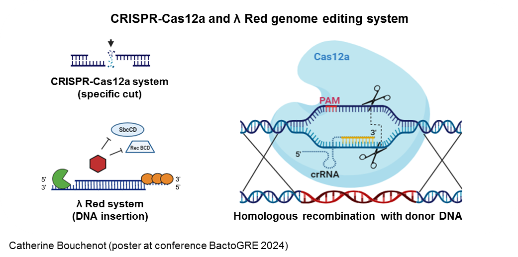 CRISPR-Cas12a and λ Red genome editing system