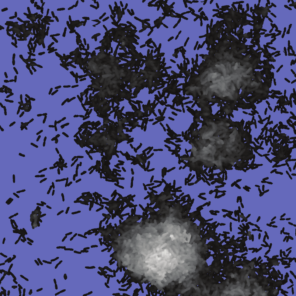 Adhésion bactérienne