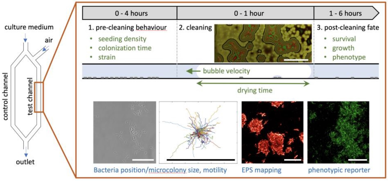 Hydrodynamic removal of bacteria