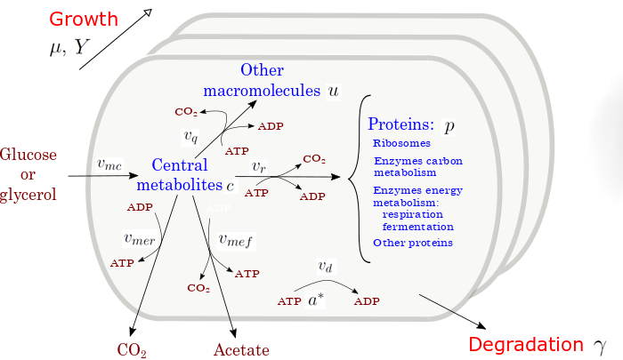 Metabolite production