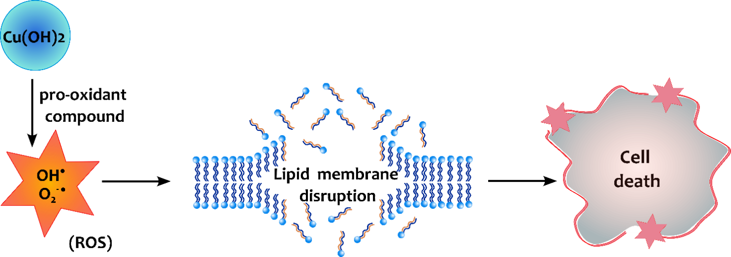 Membrane disruption