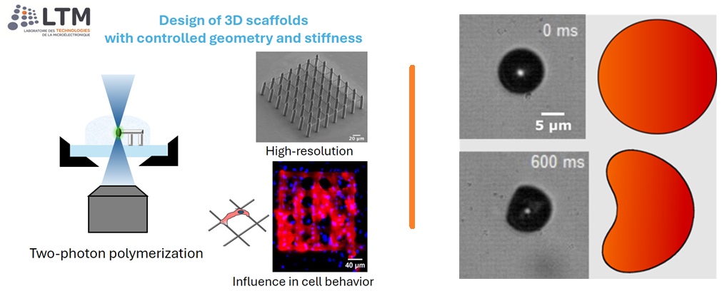 3D Scaffolds with Tunable Physical Properties for the Study of Cell Behavior // Ultrasound Driven Micro-Robot​ 