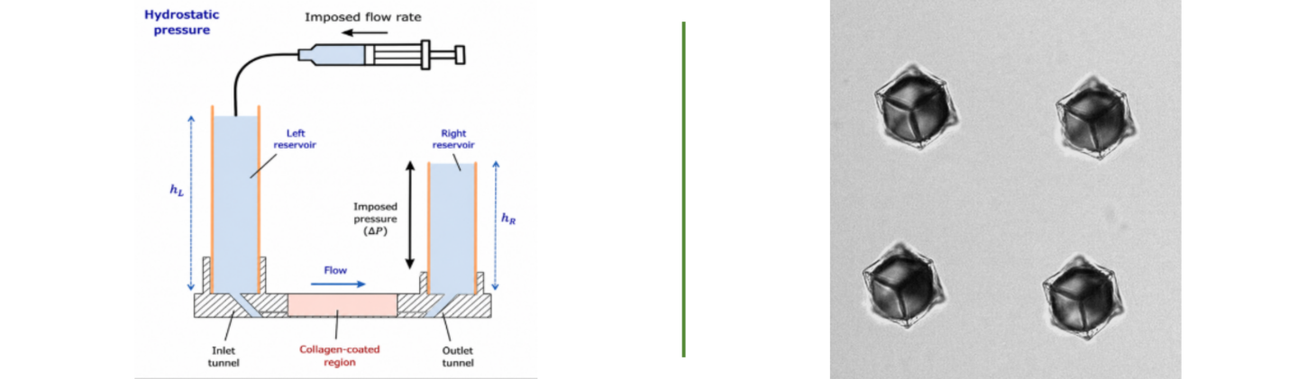 graphical abstracts